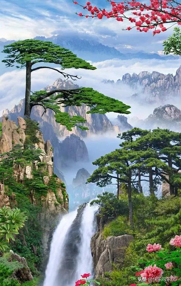 家有银柳,越过越有——五彩缤纷银芽柳